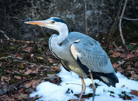 A great blue heron standing on the snow in a forest