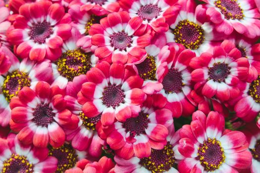Pink and white cineraria flowers blooming in a pot forming a full frame background