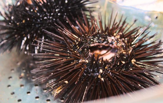 Close-up of a sea urchin in a stainless steel colander