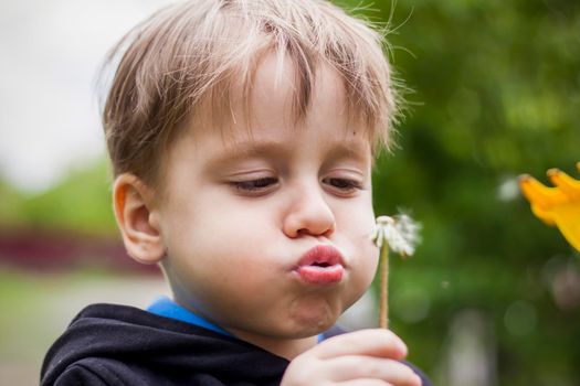 A happy boy on a spring day in the garden blows on white dandelions, fluff flies off him. The concept of outdoor recreation in childhood. Portrait of a cute boy. Funny facial expressions