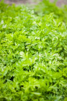 Parsley grows in the garden. It is grown outdoors in the garden. Green background of parsley leaves, close-up view.