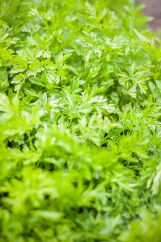 Parsley grows in the garden. It is grown outdoors in the garden. Green background of parsley leaves, close-up view.