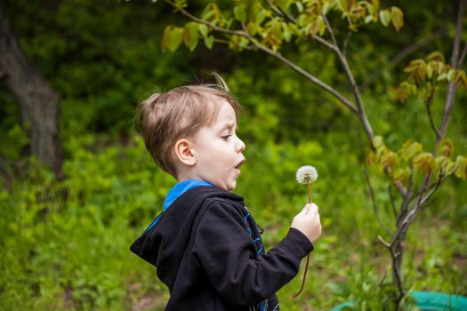 A happy boy on a spring day in the garden blows on white dandelions, fluff flies off him. The concept of outdoor recreation in childhood. Portrait of a cute boy. Funny facial expressions