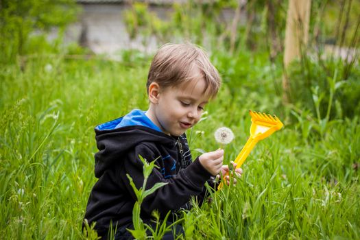 A happy boy on a spring day in the garden blows on white dandelions, fluff flies off him. The concept of outdoor recreation in childhood. Portrait of a cute boy. Funny facial expressions