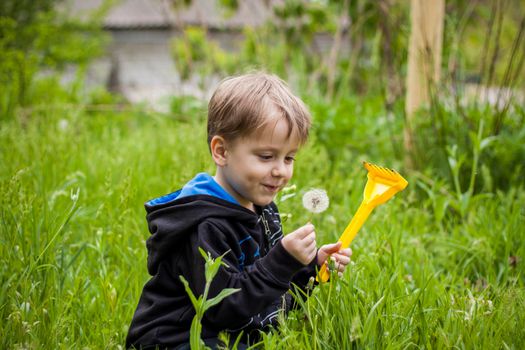 A happy boy on a spring day in the garden blows on white dandelions, fluff flies off him. The concept of outdoor recreation in childhood. Portrait of a cute boy. Funny facial expressions