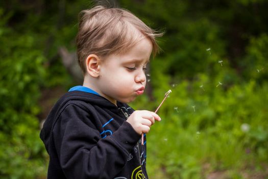 A happy boy on a spring day in the garden blows on white dandelions, fluff flies off him. The concept of outdoor recreation in childhood. Portrait of a cute boy. Funny facial expressions