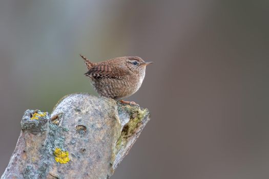 a wren sits on a branch and looks for food