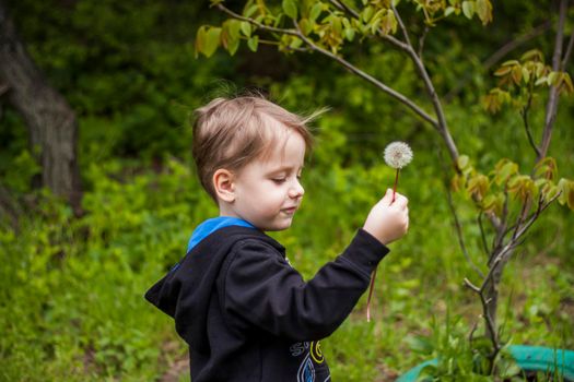 A happy boy on a spring day in the garden blows on white dandelions, fluff flies off him. The concept of outdoor recreation in childhood. Portrait of a cute boy. Funny facial expressions