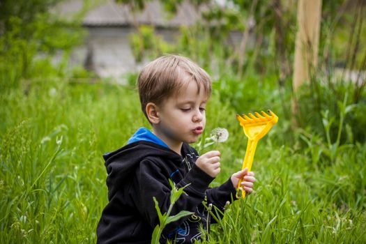 A happy boy on a spring day in the garden blows on white dandelions, fluff flies off him. The concept of outdoor recreation in childhood. Portrait of a cute boy. Funny facial expressions