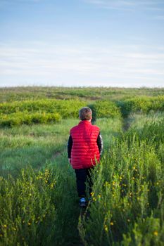 Children in the open spaces of the field are walking among the juicy spring grass in the light of sunset along a narrow trampled path. Landscape, countryside, spring