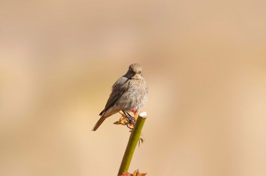 a female redstart looking for food on a freshly plowed field