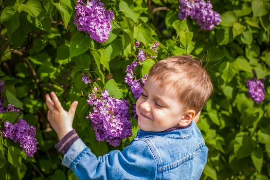 A boy poses near a lush lilac. Portrait of children with an interesting facial expression. Interactions. Selective focus. Spring