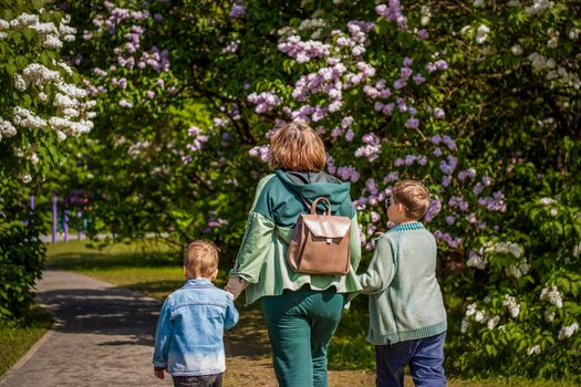 A walk of a young grandmother with her grandchildren along an alley with lilac bushes.  Interactions. Selective focus. Spring