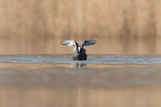 a coot starting flight on a lake