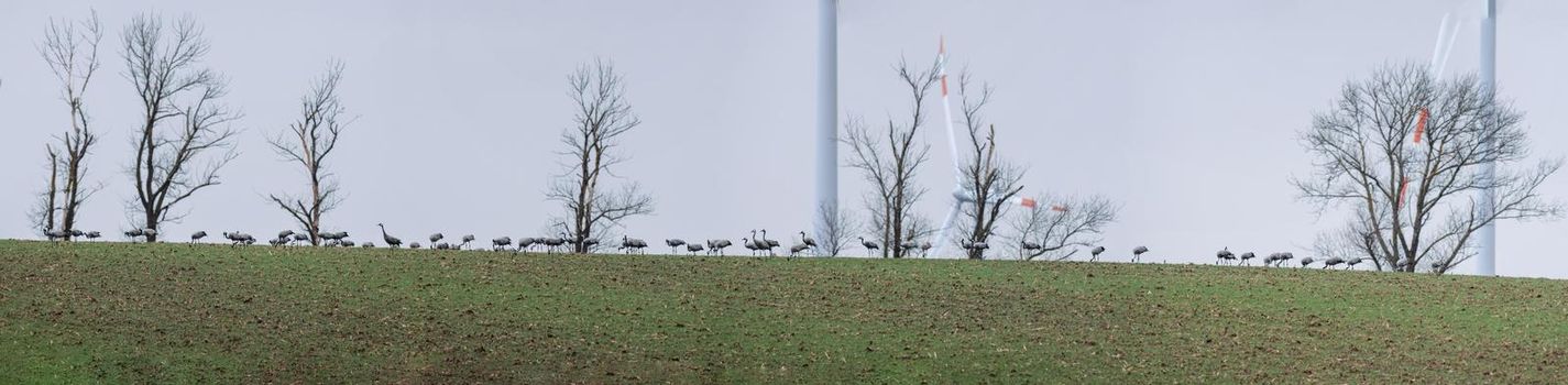 several cranes gather in a field in winter