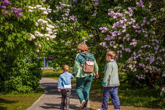 A walk of a young grandmother with her grandchildren along an alley with lilac bushes.  Interactions. Selective focus. Spring