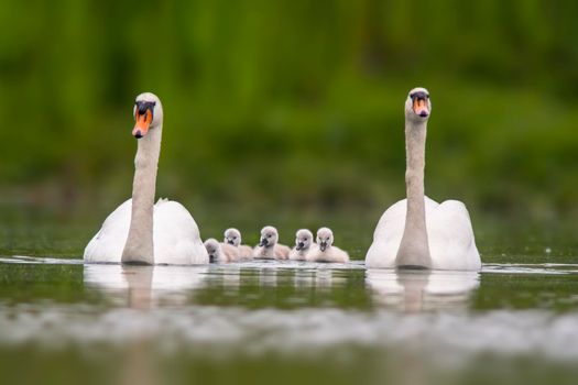 two swans and their chicks swim on a lake