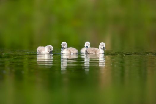 young swan chicks swimming on a lake