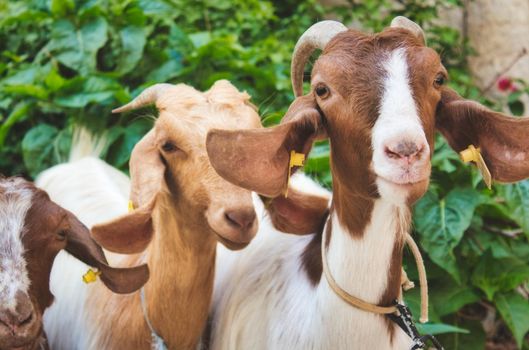 A small group of goats looking at the camera