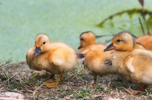 Group of baby ducklings on the shore of a lake in the forest