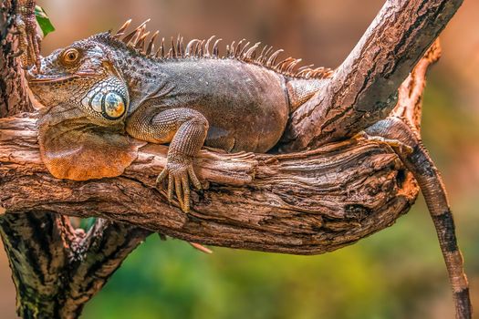 a iguana lies on a branch