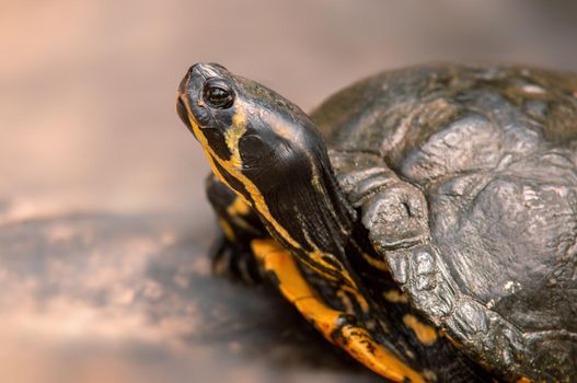 a turtle sit on a branch