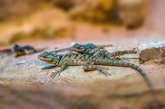 two lizards is sitting on a rock