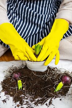 A girl in yellow gloves holding a transplanted hyacinth in a pot against the background of a striped apron