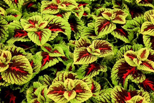 Beautiful Coleus Rainbow Mix background in the garden