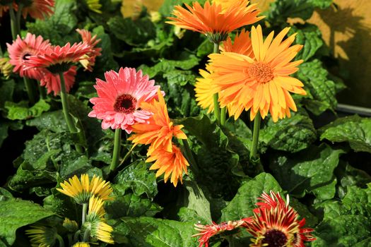 Colorful Gerbera Jamesonii Bolus plants in the garden