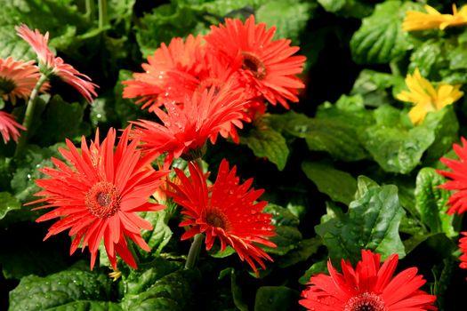 Colorful Gerbera Jamesonii Bolus plants in the garden