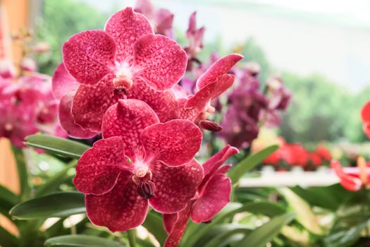 Beautiful and colorful pink Phalenopsis Orchid plants in the garden in Spring under the sun