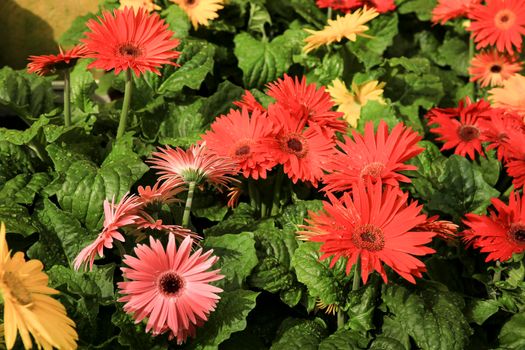 Colorful Gerbera Jamesonii Bolus plants in the garden