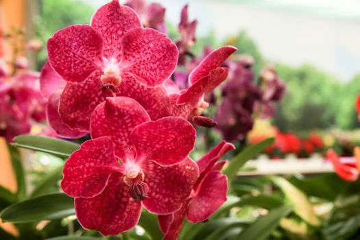 Beautiful and colorful pink Phalenopsis Orchid plants in the garden in Spring under the sun