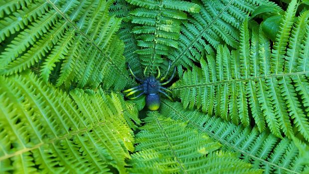 A toy spider in the center of a green background of a shuttlecock fern. Halloween concept.