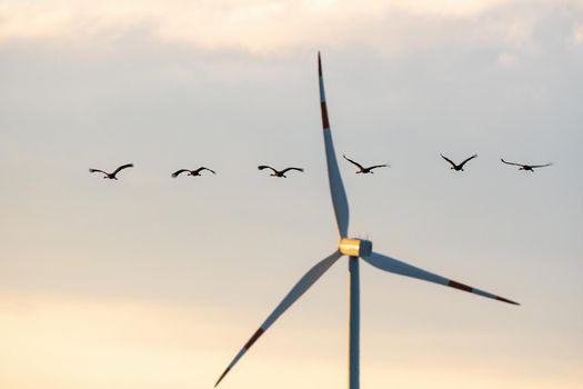 six cranes fly in the sky