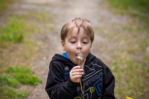 A happy boy on a spring day in the garden blows on white dandelions, fluff flies off him. The concept of outdoor recreation in childhood. Portrait of a cute boy. Funny facial expressions