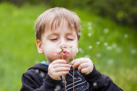 A happy boy on a spring day in the garden blows on white dandelions, fluff flies off him. The concept of outdoor recreation in childhood. Portrait of a cute boy. Funny facial expressions