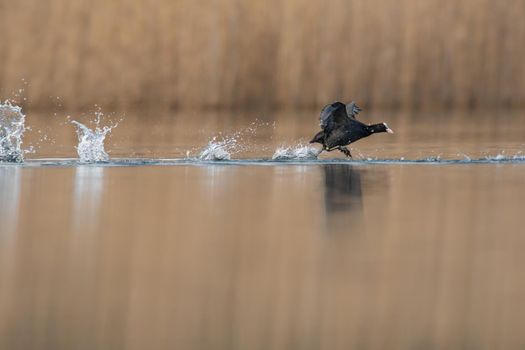 a coot starting flight on a lake