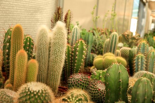 Pots of different kind of cactus for sale in Spain