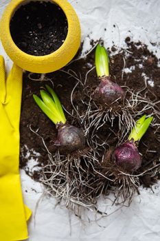 Hyacinth bulbs lie on the ground, transplanted into a pot, yellow gloves and scissors lie nearby. Spring mood. View from above