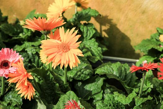 Colorful Gerbera Jamesonii Bolus plants in the garden