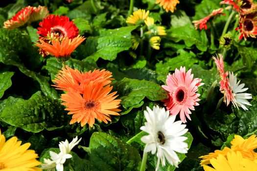 Colorful Gerbera Jamesonii Bolus plants in the garden