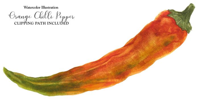 Orange hot chili pepper, botanical realistic watercolor with clipping path