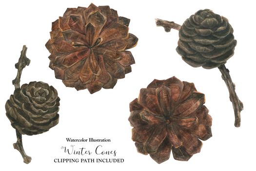 Winter Cones, watercolor illustration of pine and larch buds with clipping path