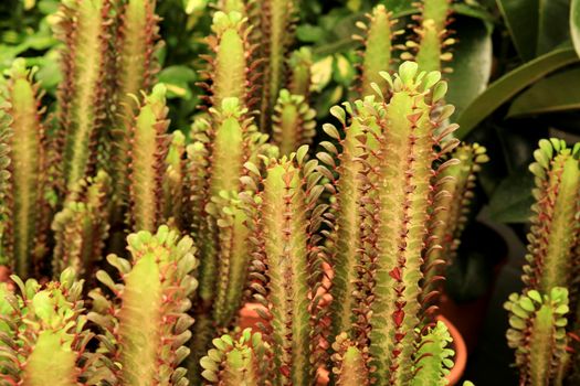 Beautiful potted Euphorbia Trigona Rubra cactus in the garden