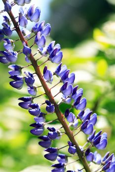 Closeup of very nice freshness blue lupine flower against green grass background