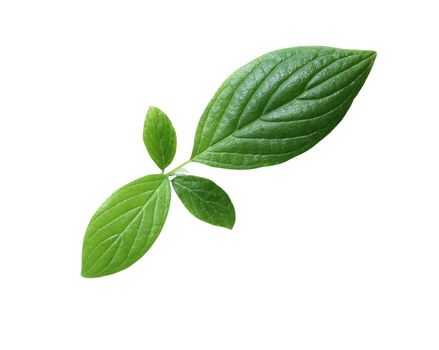 Freshness green leaves isolated on white background with clipping path