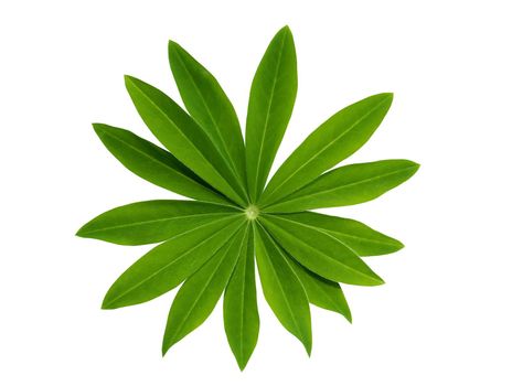 Freshness green leaves isolated on white background with clipping path