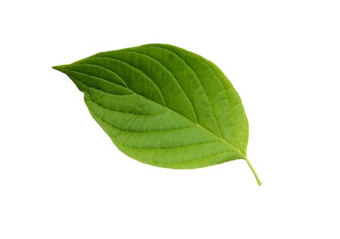 Freshness green leaves isolated on white background with clipping path